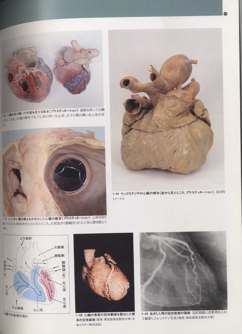 明倫館書店 特別展 人体の世界
