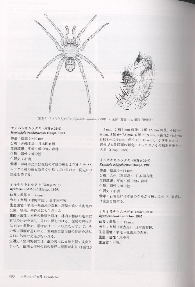 明倫館書店 日本産クモ類生態図鑑