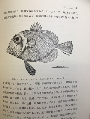明倫館書店 日本動物分類 魚綱 眞口亞綱ー硬骨魚目 的鯛族 破鰭族 溝背族