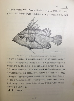 明倫館書店 日本動物分類 魚綱 眞口亞綱ー硬骨魚目 堅皮類