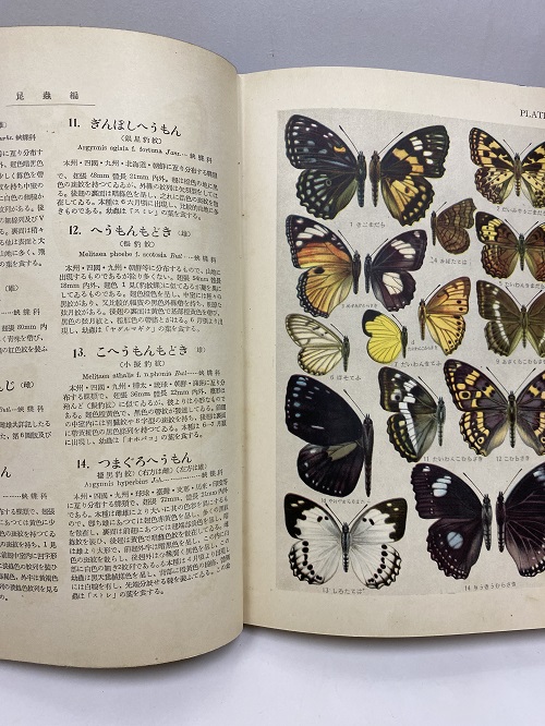 明倫館書店 / 内外動物原色大図鑑 第8巻 昆虫編（1）蝶類・蛾類